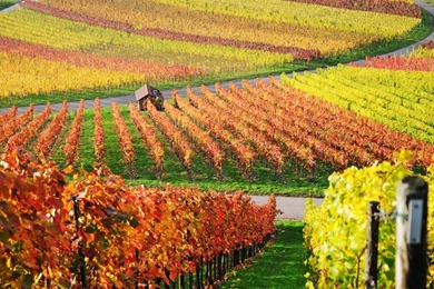 Wallpapers Desktop Nature Autumn   Wallpapers