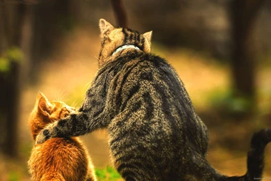 Download 1600x900 Father Cat Wallpapers