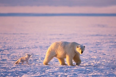 Arctic National Wildlife Refuge Alaska, USA Wallpaper Backgrounds ...