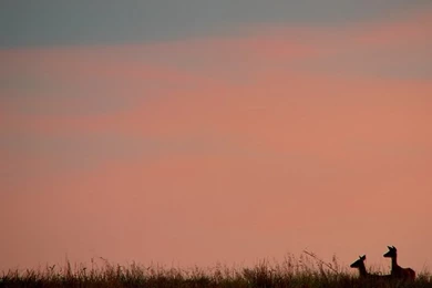 Possible PowerPoint Backgrounds    Wildlife In Photography on the ...