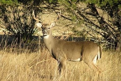 Free Wildlife Wallpapers   Wallpapers Cave