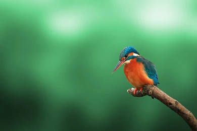 Green Season Safari: The Best Time For Wildlife Photography?