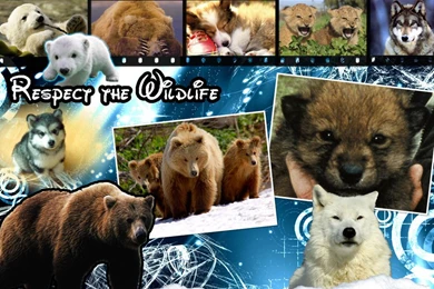 Wildlife Backgrounds By Hiku99 On DeviantArt