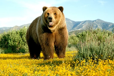 Wildlife Photography: Yellow Wildflowers, Big Bear   2560x1600 ...