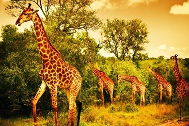 Giraffes: Giraffe Animal Wildlife Cute Backgrounds Pictures For HD ...