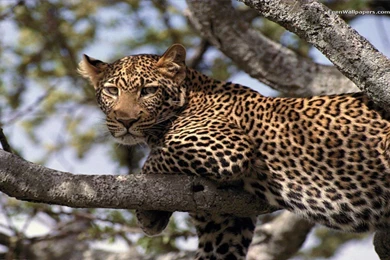 Wildlife Wallpapers — Free Full HD Wallpaper. Widescreen HQ ...