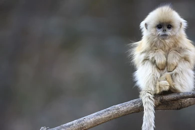 Snub Nosed Wildlife Twitter Cover & Twitter Backgrounds