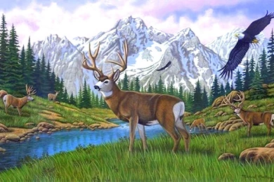 Deer: Majesty Animals Deer Wildlife Love Seasons Draw Paint ...