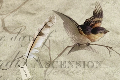 Vintage Wallpapers Birds HD Wallpapers Pretty