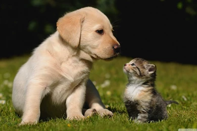 Pictures Of Cute Dogs And Cats   Wallpapers HD Wide