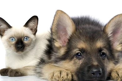 Excellent Cats & Dogs Of Dogs And Cats Dogs Vs Cats Wallpapers ...