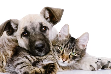 Dog And Cat Wallpapers   Wallpapers Cave