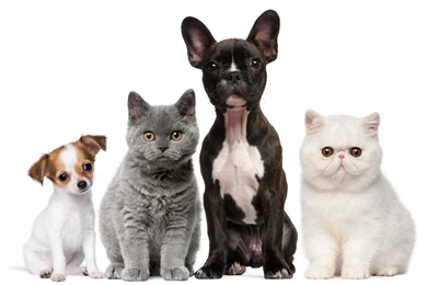 A Selection Of 8 Images Of Cats And Dogs In HD Quality