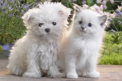 Cats Animals Dogs 1600x1200 Wallpapers – Animals Dogs HD Desktop ...