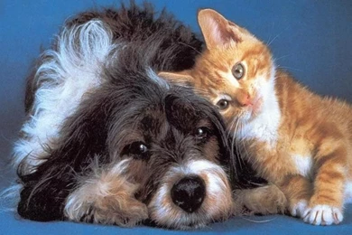 Funny Cats And Dogs Wallpapers Download Page – Pet Photos Gallery ...