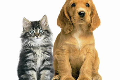 Pictures Of Dogs And Cats   Wallpapers HD Wide