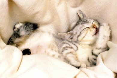 Special Cats & Dogs Of Dogs And Cats Dogs Vs Cats Wallpapers ...