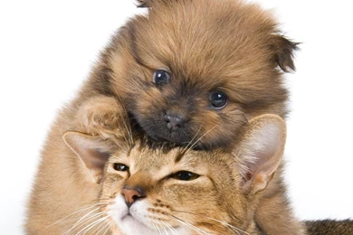 Cats And Dogs Wallpapers Funny Animals. Dog And Cat Wallpapers ...