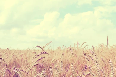 Elegant Rose Wallpapers