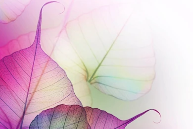 Transparent Leaves The iPad Wallpapers.jpg