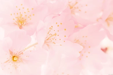 HD Elegant Flower Photography : Dreamy Sweet Wildflowers ...