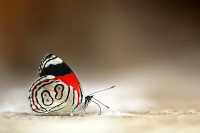 Butterfly Follow I Follow You – Animals Butterflies HD Desktop ...
