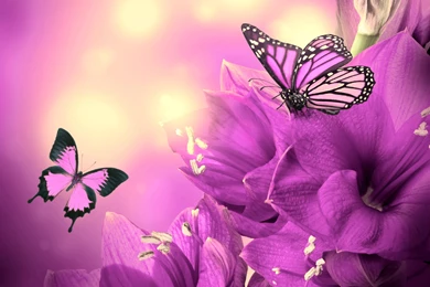 HD Purple Animated Butterfly Wallpapers HD   HiReWallpapers 6848