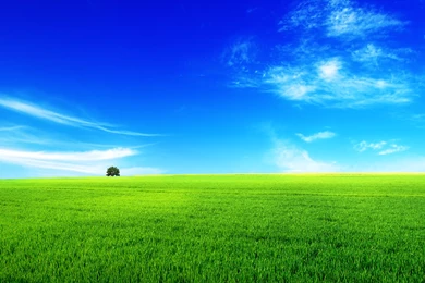 Summer landscape pictures