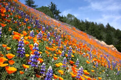 SUMMER LANDSCAPE WALLPAPER   (