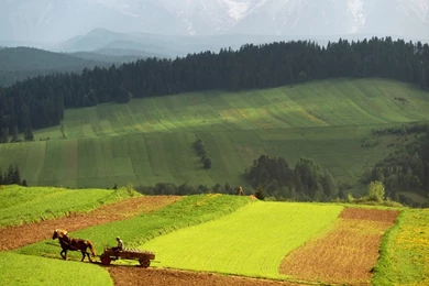 1366x768 Summer Rural Landscape Desktop PC And Mac Wallpapers