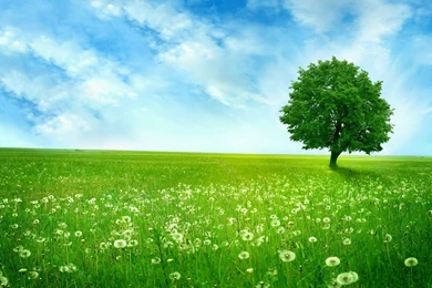 2560x1600 Summer Dandelion Landscape Wallpapers
