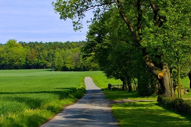 Natural Summer Landscape, Green Grass And Tall Trees, Combine ...