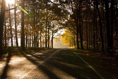 Sunshine Forest Summer Landscape Wallpapers   1920x1080 Wallpapers ...