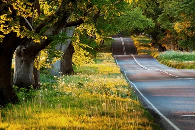Summer Landscape, Road, Trees, Grass, Sunshine Wallpaper,Summer HD ...