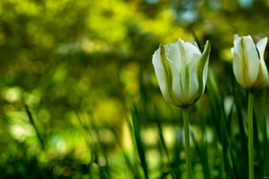 Nature Hd Wallpapers Full Hd Widescreen Desktop Backgrounds