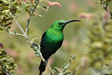 Green Bird Wallpapers : HD Desktop : iPhone : Tablet