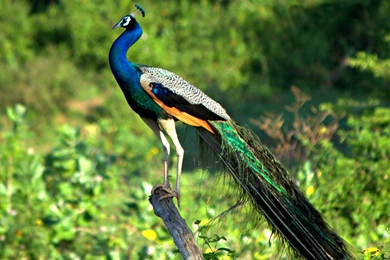 Peacock Wallpapers : HD Desktop : iPhone : Tablet