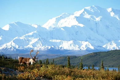 Free Alaska Wallpapers   HD Wallpapers