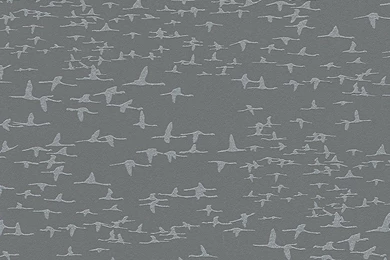 Life 3 Birds Grey Wallpapers
