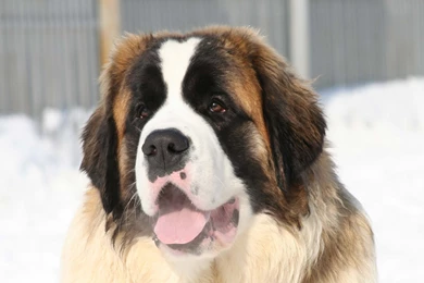 Full HD 1080p St Bernard Wallpapers HD, Desktop Backgrounds ...