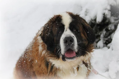 Saint Bernard Dog Wallpapers 27 Hd Wallpapers   DogBreedsWallpapers.com