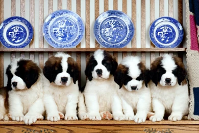 12 St. Bernard HD Wallpapers