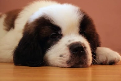 St Bernard Wallpapers