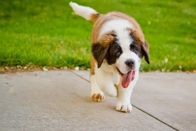 Saint Bernard Dog Wallpapers 9 Free Hd Wallpapers ...