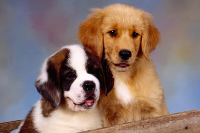 Saint Bernards Wallpapers