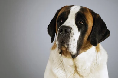 St Bernard Dog Muzzle Old Beautiful