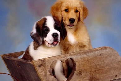 HD St Bernard And Golden Retriever Wallpapers   New Post Has Been ...