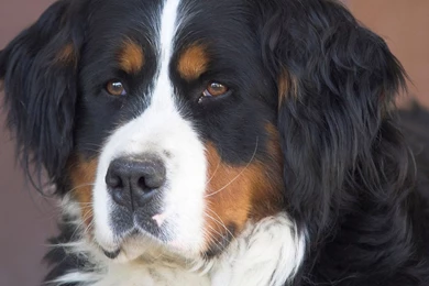 Download Wallpapers 3840x2160 Dog, St Bernard Dog, Muzzle, White ...