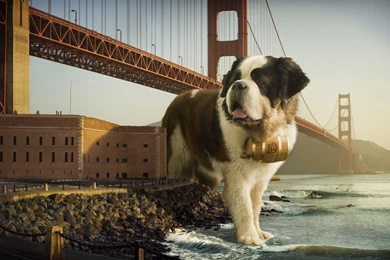 St. Bernard In San Francisco Wallpapers And Images   Wallpapers ...