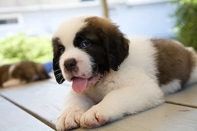 Puppy St Bernard Wallpaper, New Funny Pet Pictures
